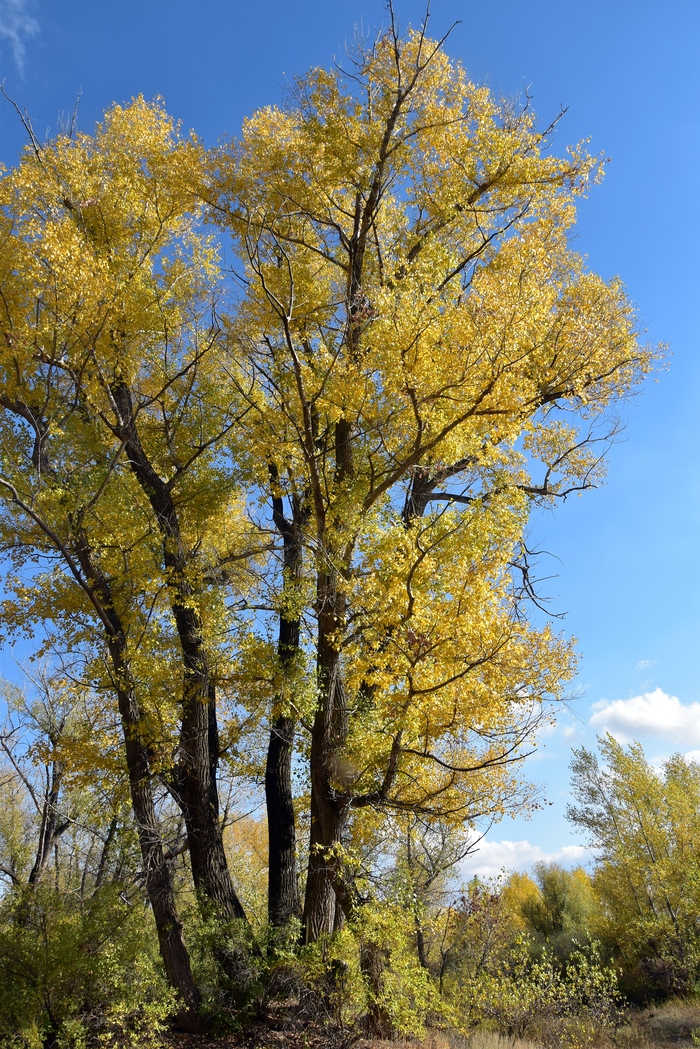 Осень золотая
