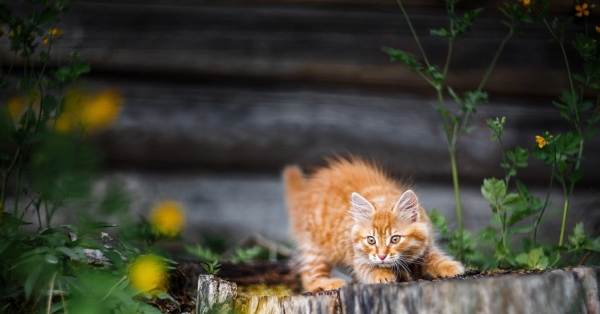 Фото Котят В Деревне