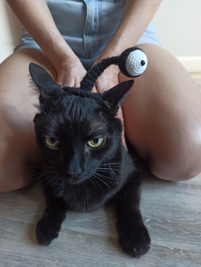 История успеха Кот, Рукоделие без процесса, Вязание, Диван, Длиннопост