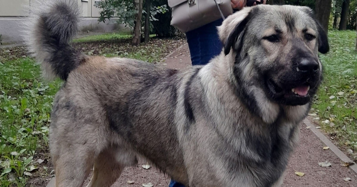 Купить Щенка В Спб Ленобласть