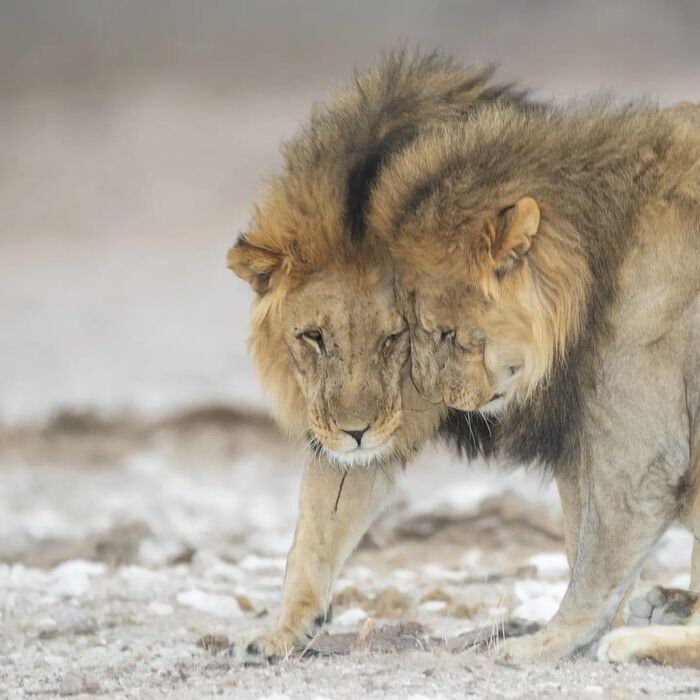 Братья, несмотря ни на что