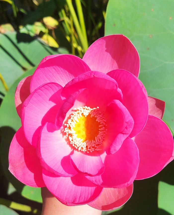  , Lotus