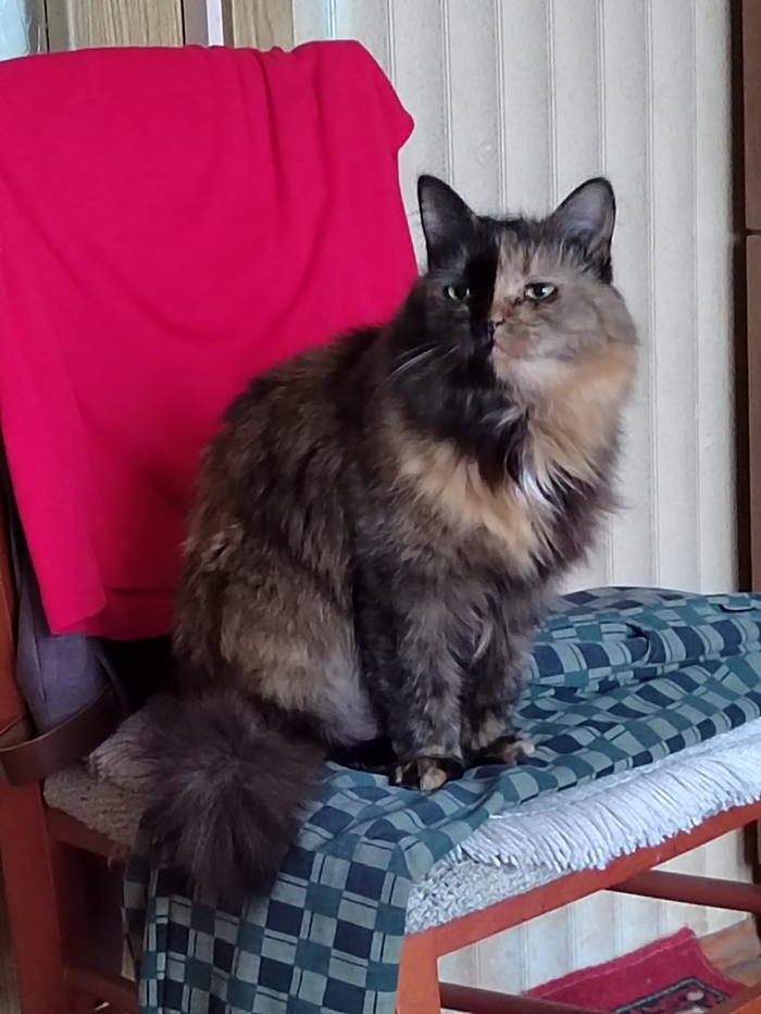 Котик распушился