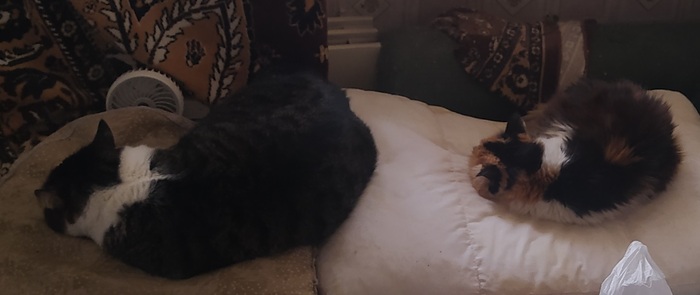 ���������� ���