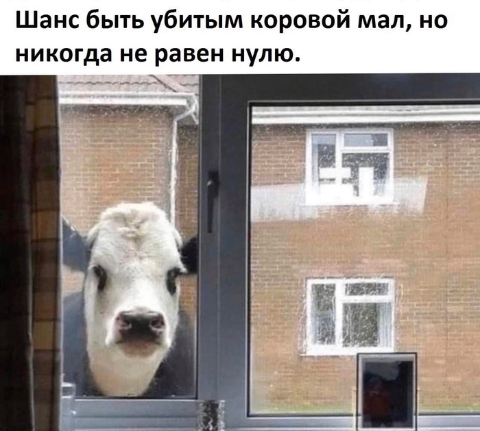 Assassin's cow