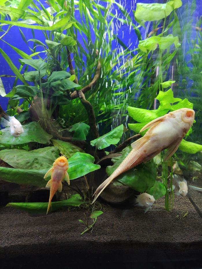 Большой и маленький