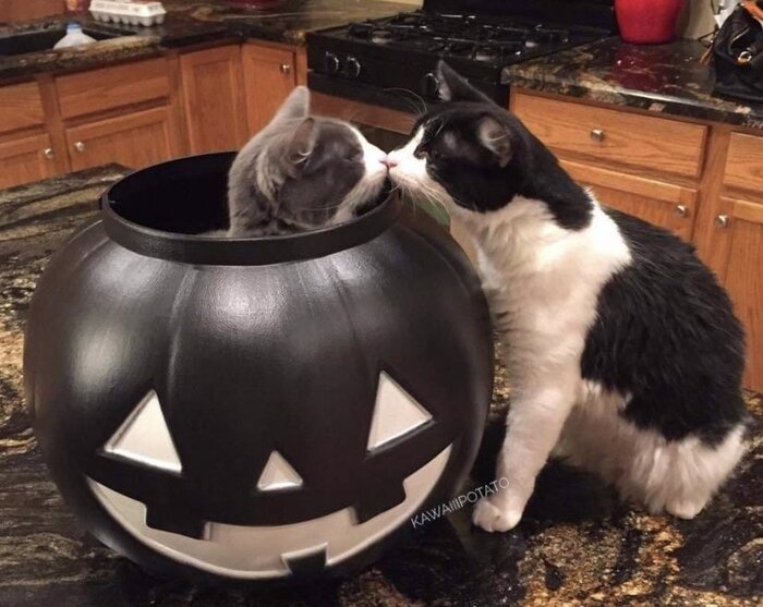 Кто-то уже готов к Хэллоуину