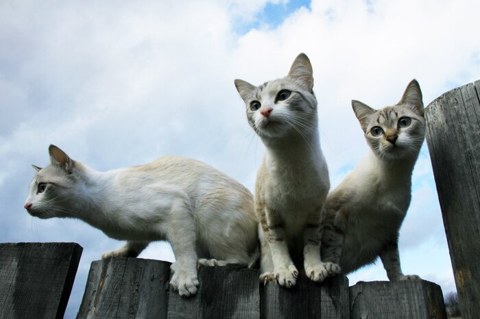 ��� ���������