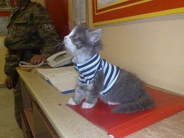 Полосатый? В морпехи!