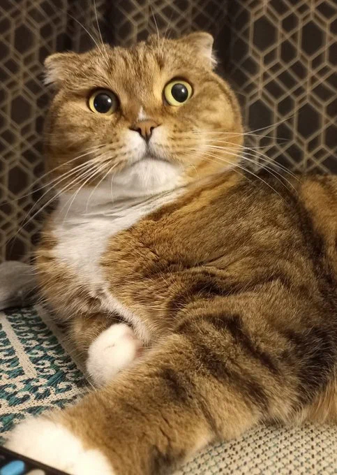 -     ?  ,     ?
