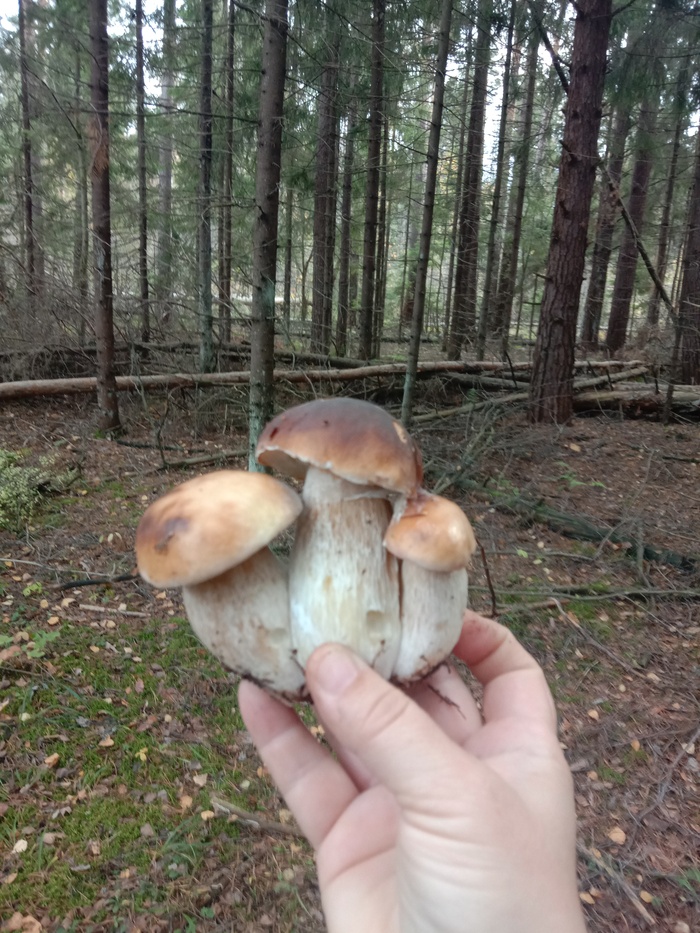 Три богатыря