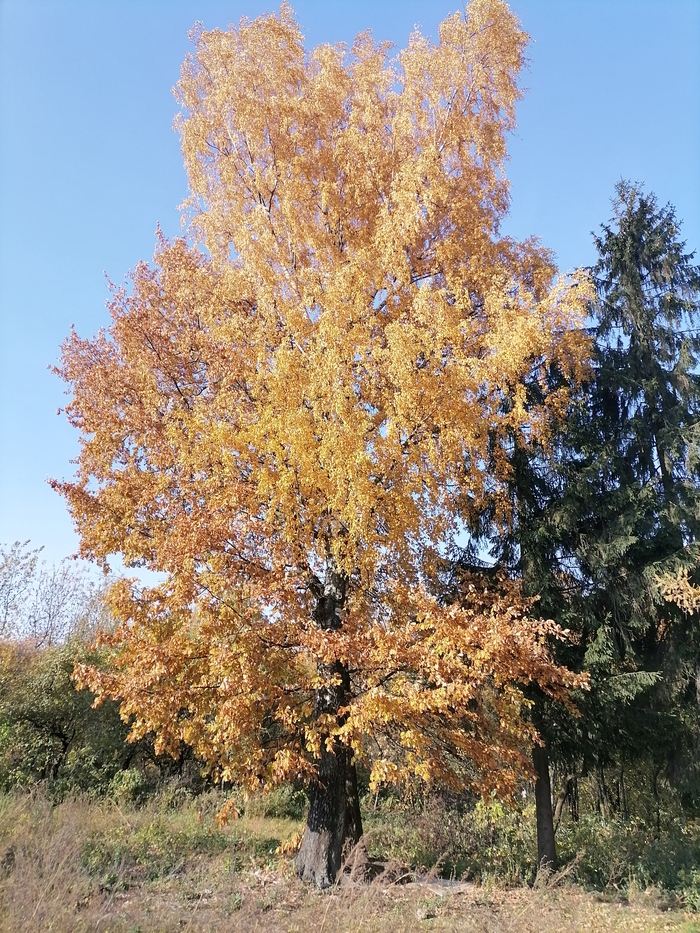 Последняя осень