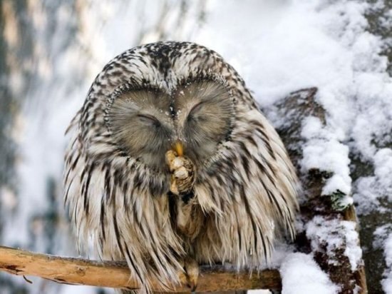 Когда придет зима...