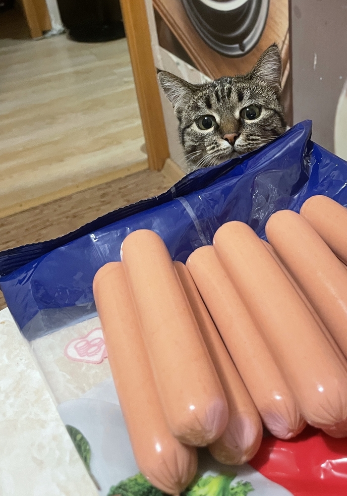 Намедни, корм кошконафту покупал,