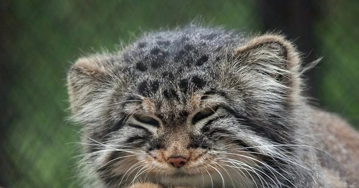 Манул (палласов кот). Манл. Манл. Кот манул фото. Манул (палласов кот).