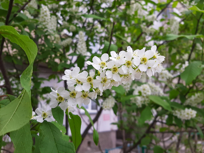 Воспоминая о весне