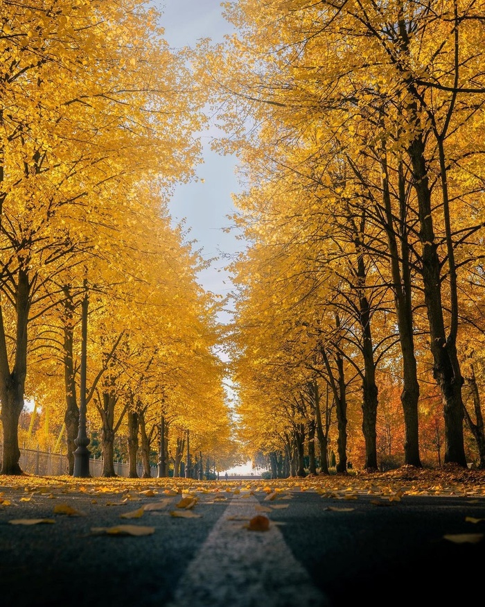 Осень в Приморском парке Победы Парк Победы, Осень, Санкт-Петербург, Листья, Красота, Фотография