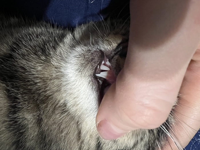 Любимые животные