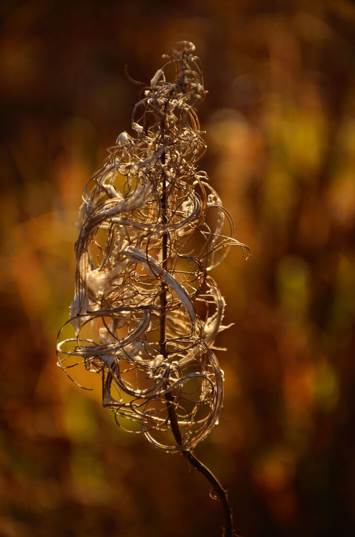 Иван-чай в конце осени