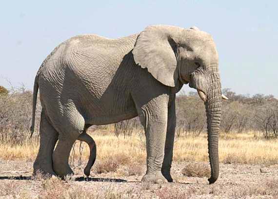Зачем слону «второй хобот»? Или иначе: почему у слона такой огромный, мускулистый и гибкий член? Биология, Научпоп, Интересное, Длиннопост, Спаривание, Слоны, Гениталии, Пенис