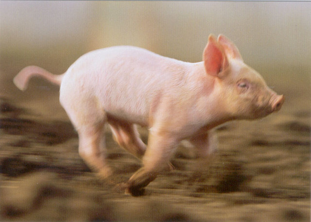 Как на Руси чиновник свиней воровал - и ему за это ничего не было