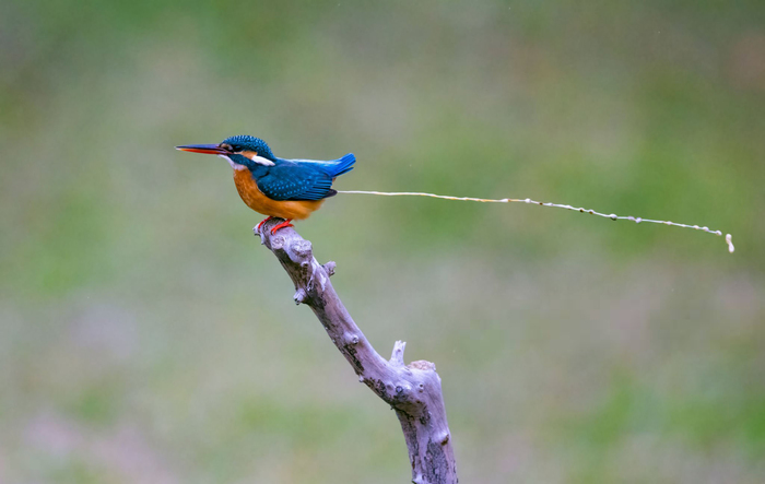 Голубой зимородок