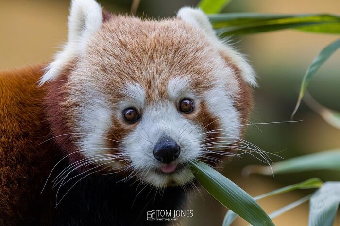 Красная панда | Пикабу
