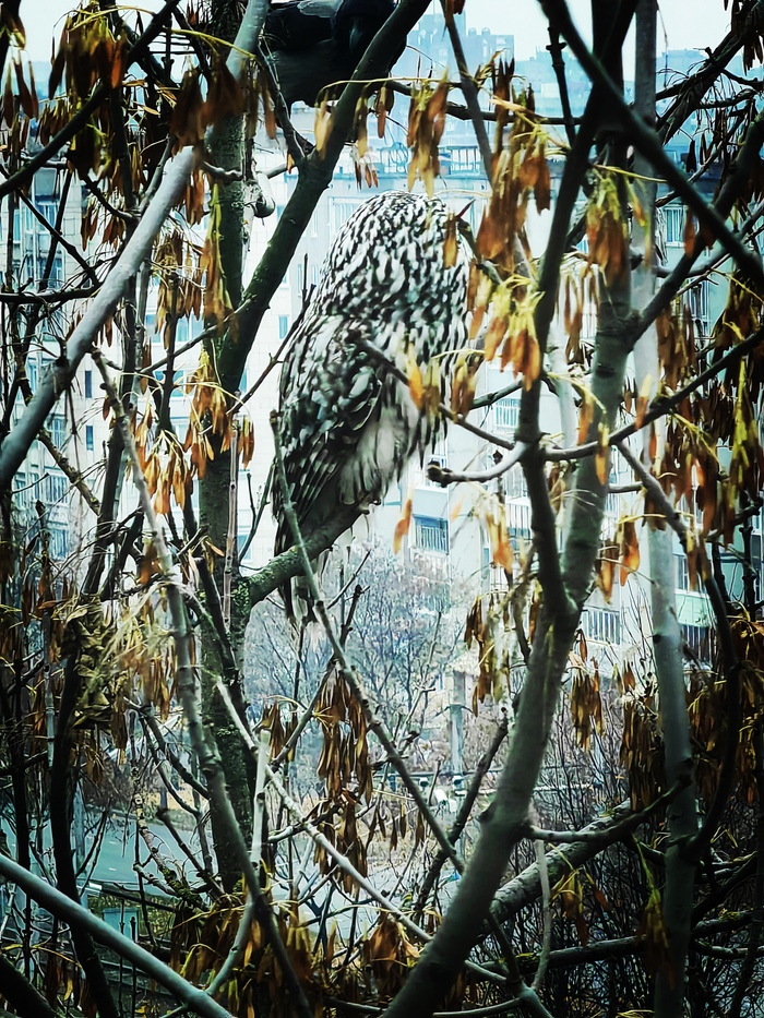 Сова за окном в центре города. Наверное, повестка из Хогвартса пришла