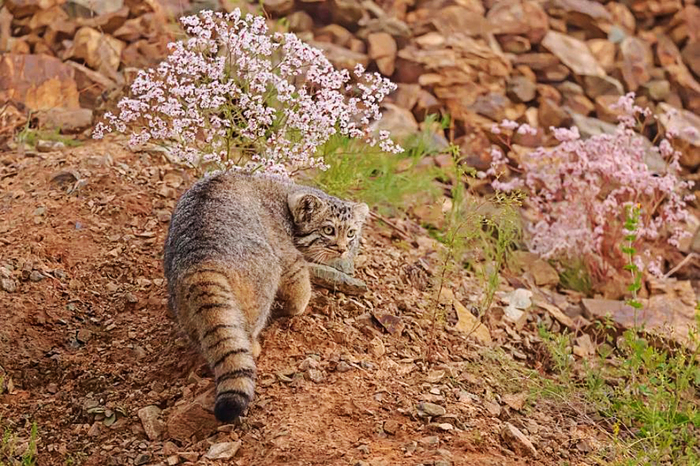 ����������� .2