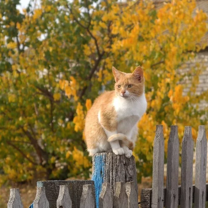 Осень Рыжая Кошка Картинки