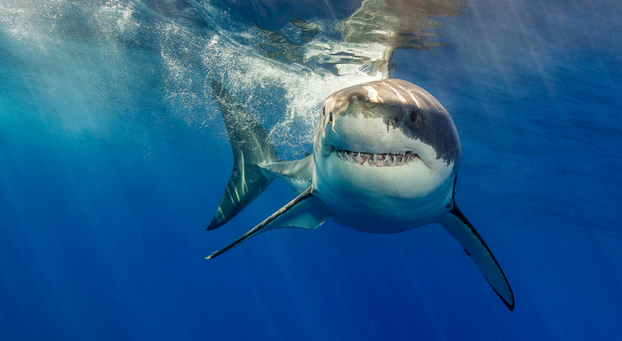 Привет, веганы