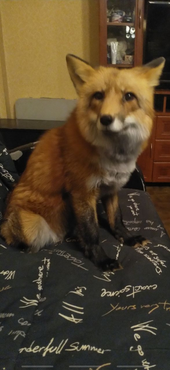 Царь Дивана