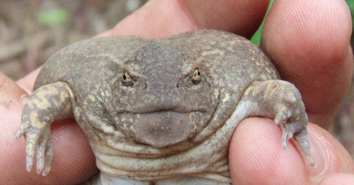Ли лягушка. Glyphoglossus Molossus лягушка. Надутая лягушка. Толстые лягушки. Жаба надулась.