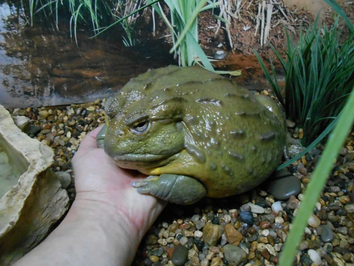 Обидели лягушечку