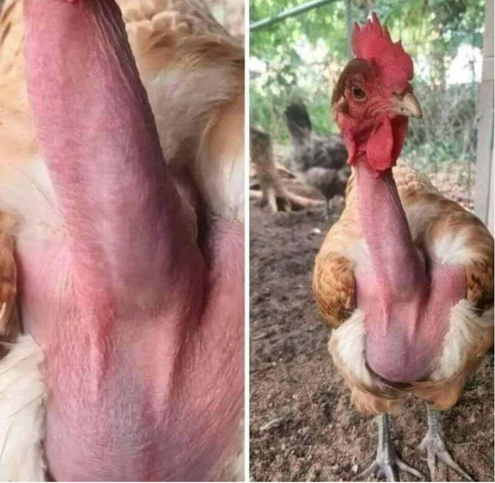 ... , 