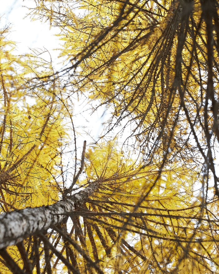 Осень- небо