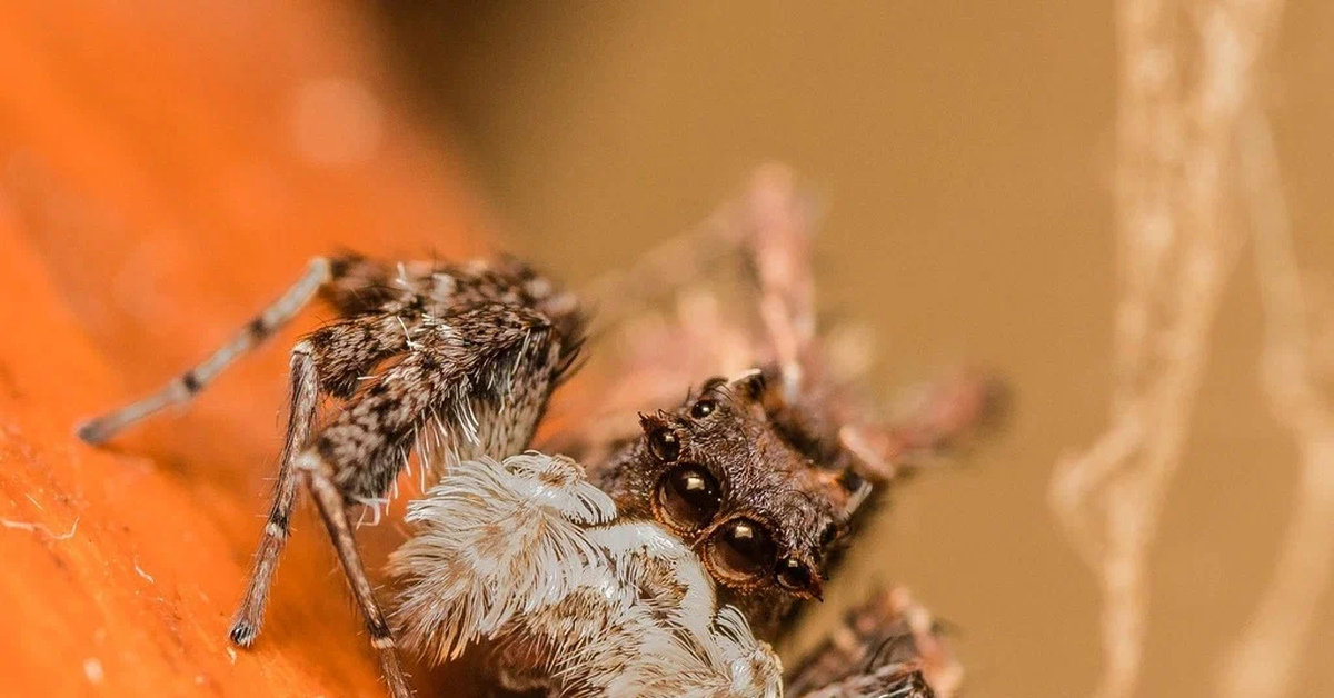 Крулл / krull (1983). Паутинный паук. Кто такие с пауками. Пауки линифииды. Паук на рабочий стол.