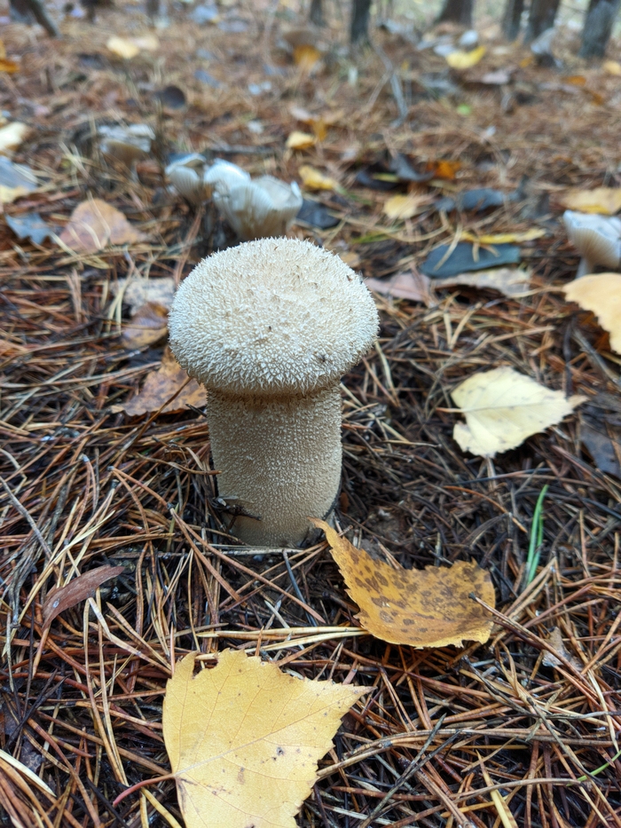 ����� ������� ����