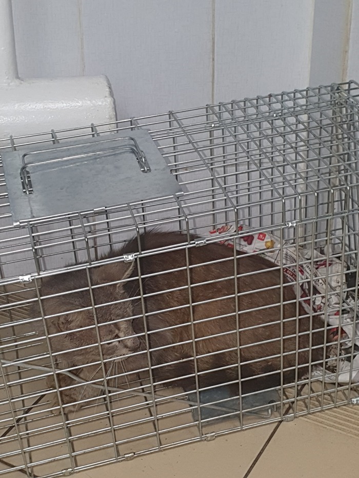 ��������� �������� �������