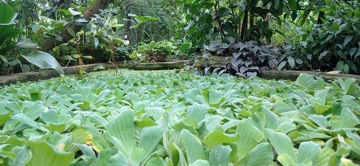 Ботанический сад