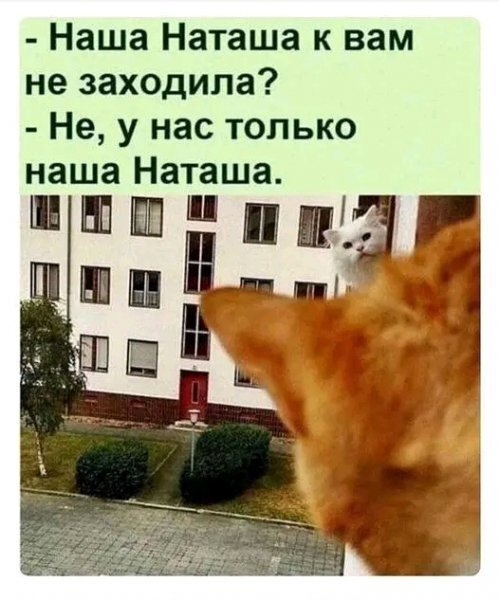 Наташа и коты