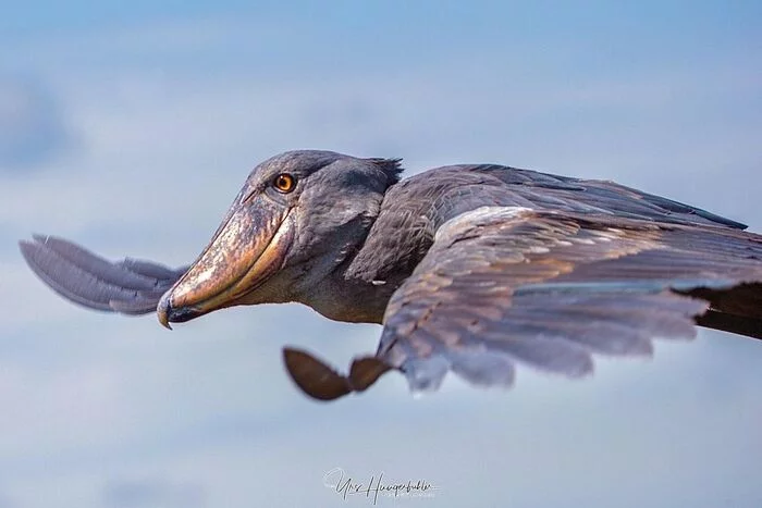 african shoebill flying