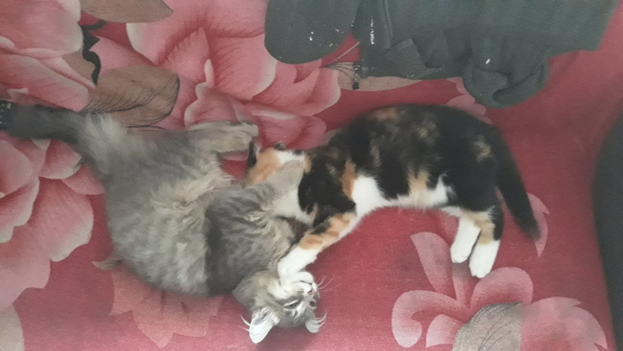 Оба выросли