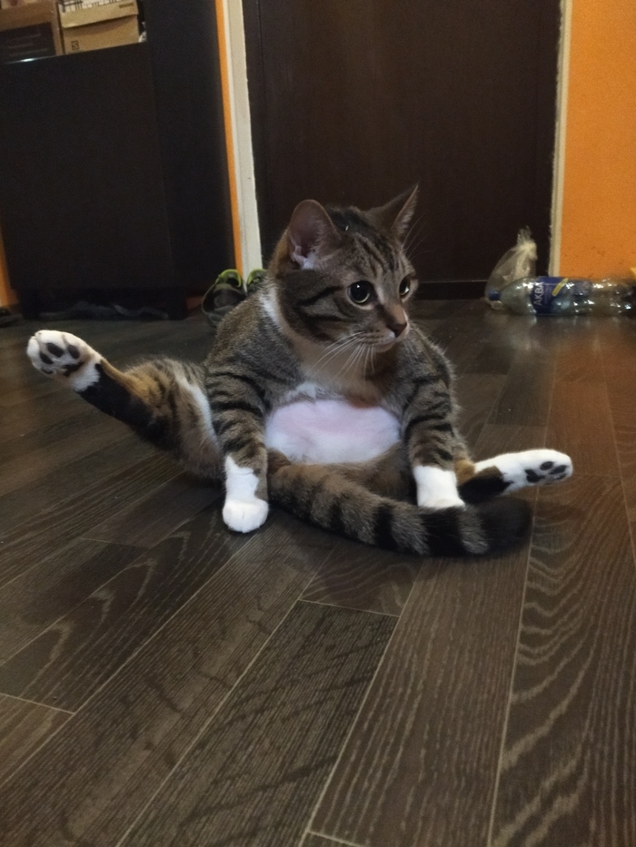 Кот делает зарядку