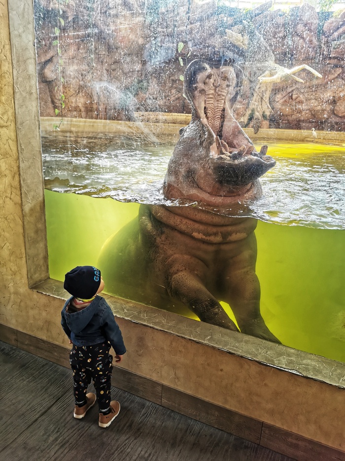 Когда есть перед кем красоваться