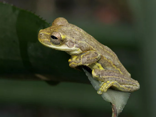 ��� ������)