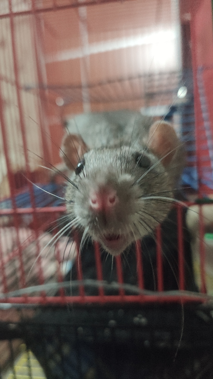 Опа, камера