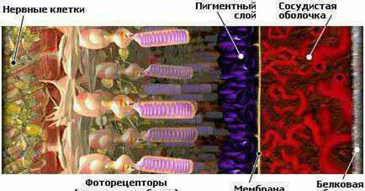 Место скопления зрительных рецепторов сумеречного света