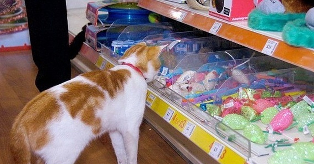 Забыл купленное в магазине. Кот в зоомагазине. Кошка в магазине. Кот в продуктовом магазине. Магазин котенок.
