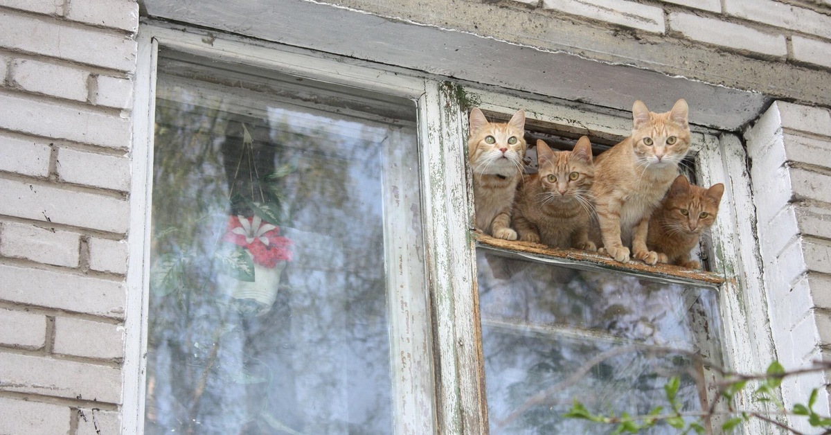 Кошка окно москва